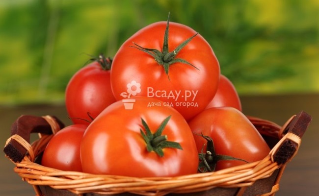 Зеленые помидоры вред польза